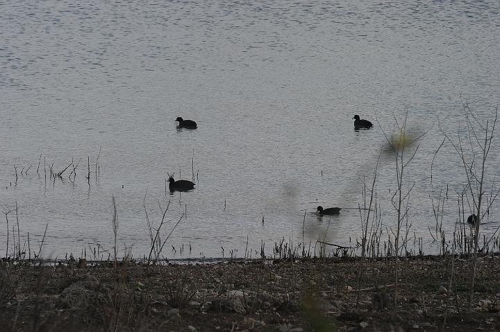 Biviere di Lentini 23.1.2011 (229).JPG